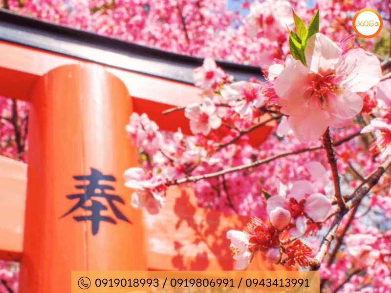 mua-xuan-tai-nhat-ban-dulich360go